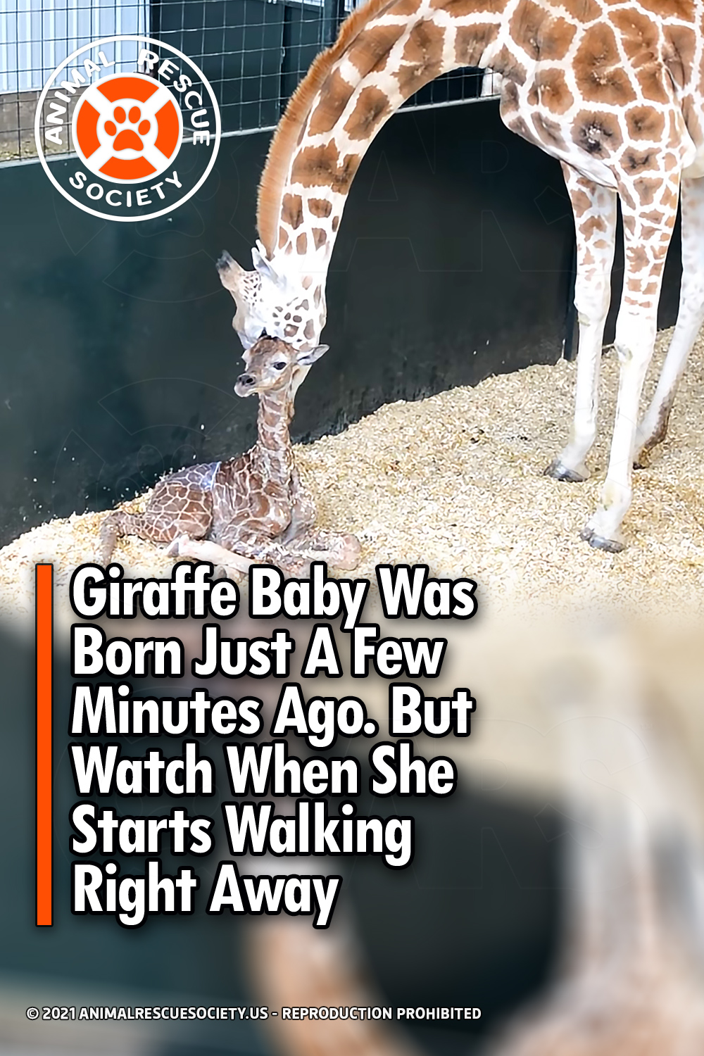 Giraffe Baby Was Born Just A Few Minutes Ago. But Watch When She Starts Walking Right Away