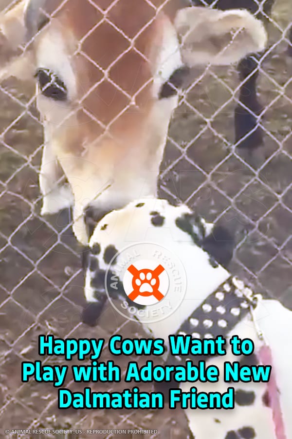 Happy Cows Want to Play with Adorable New Dalmatian Friend