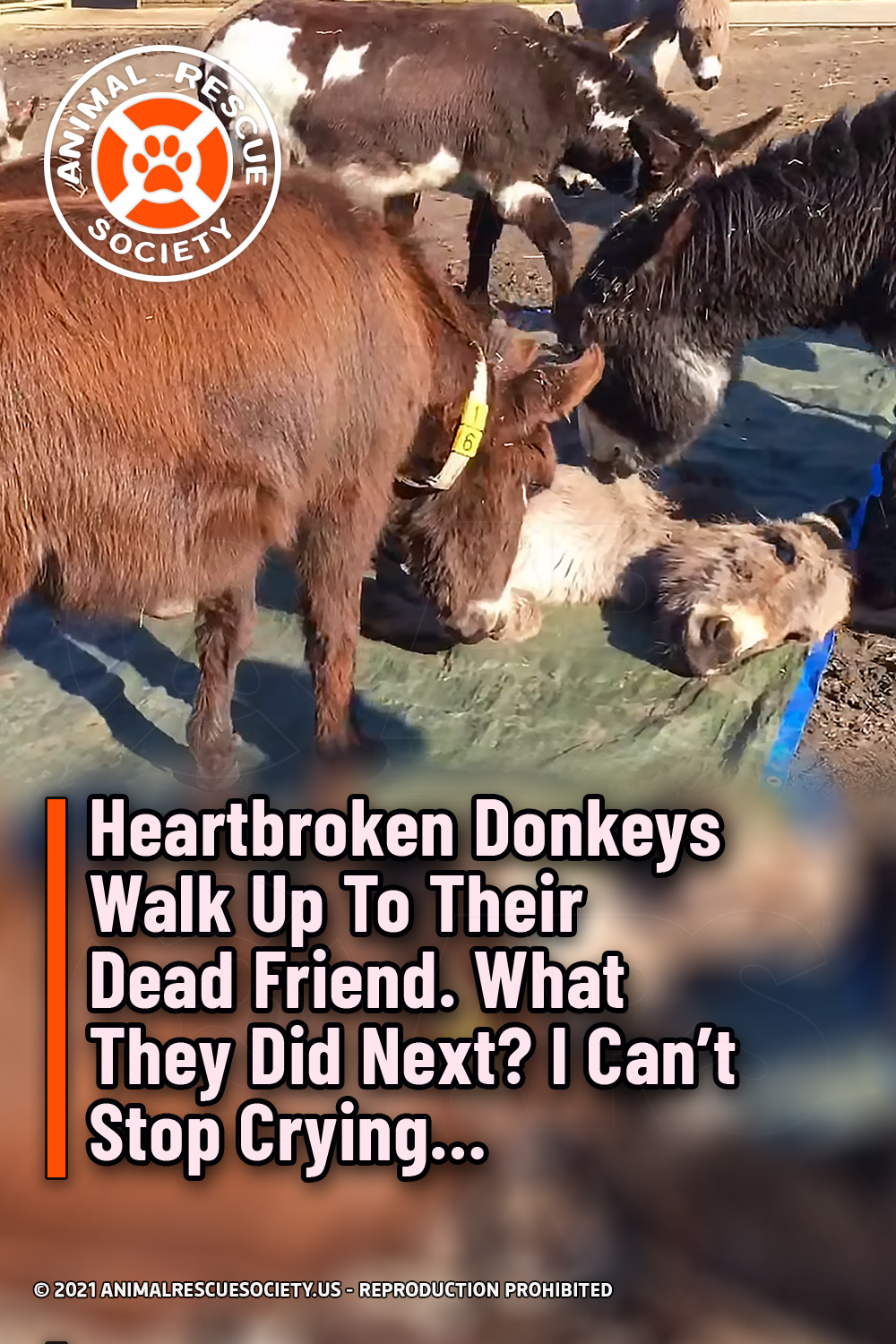 Heartbroken Donkeys Walk Up To Their Dead Friend. What They Did Next? I Can’t Stop Crying…