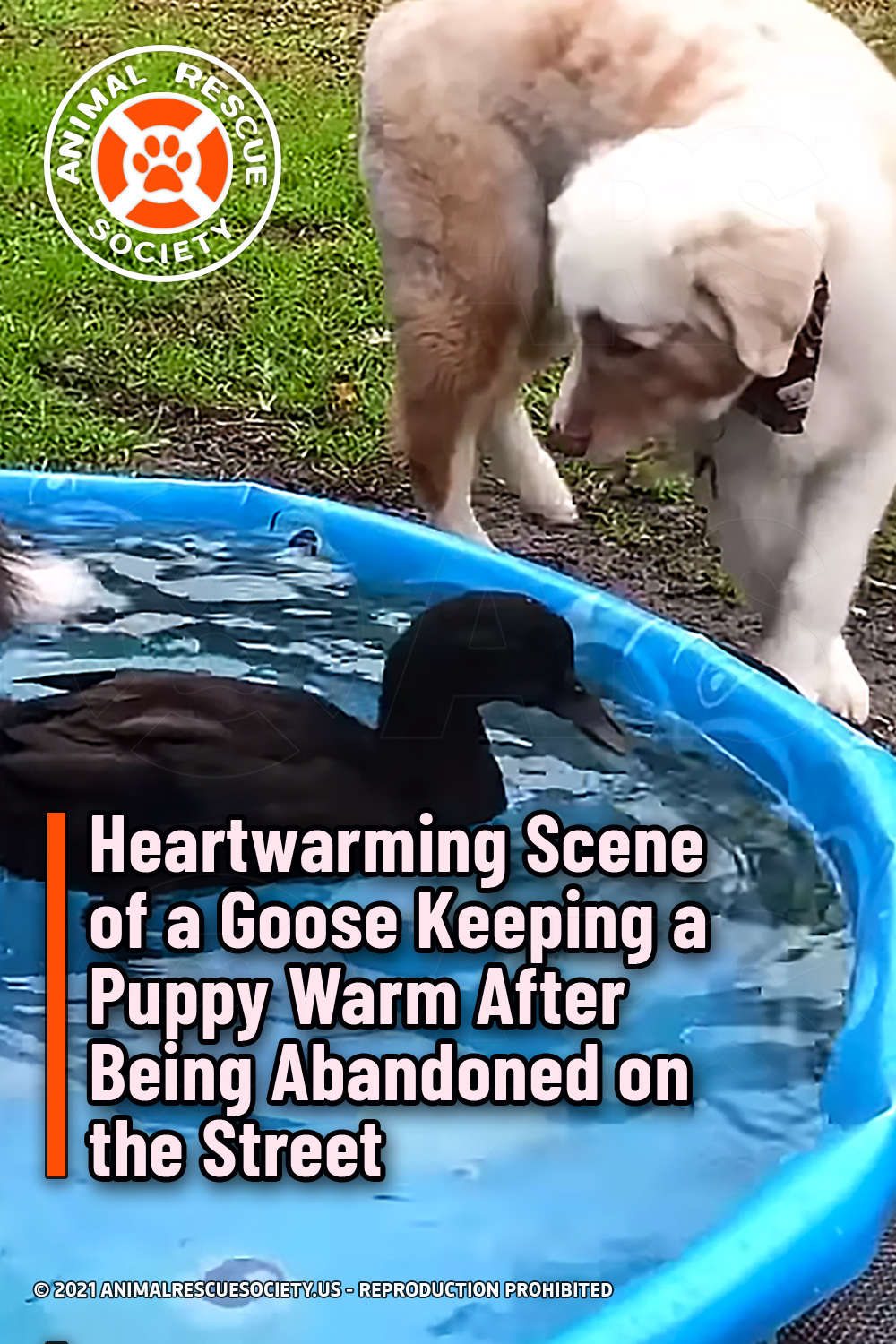 Heartwarming Scene of a Goose Keeping a Puppy Warm After Being Abandoned on the Street