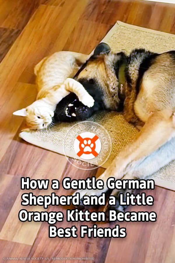How a Gentle German Shepherd and a Little Orange Kitten Became Best