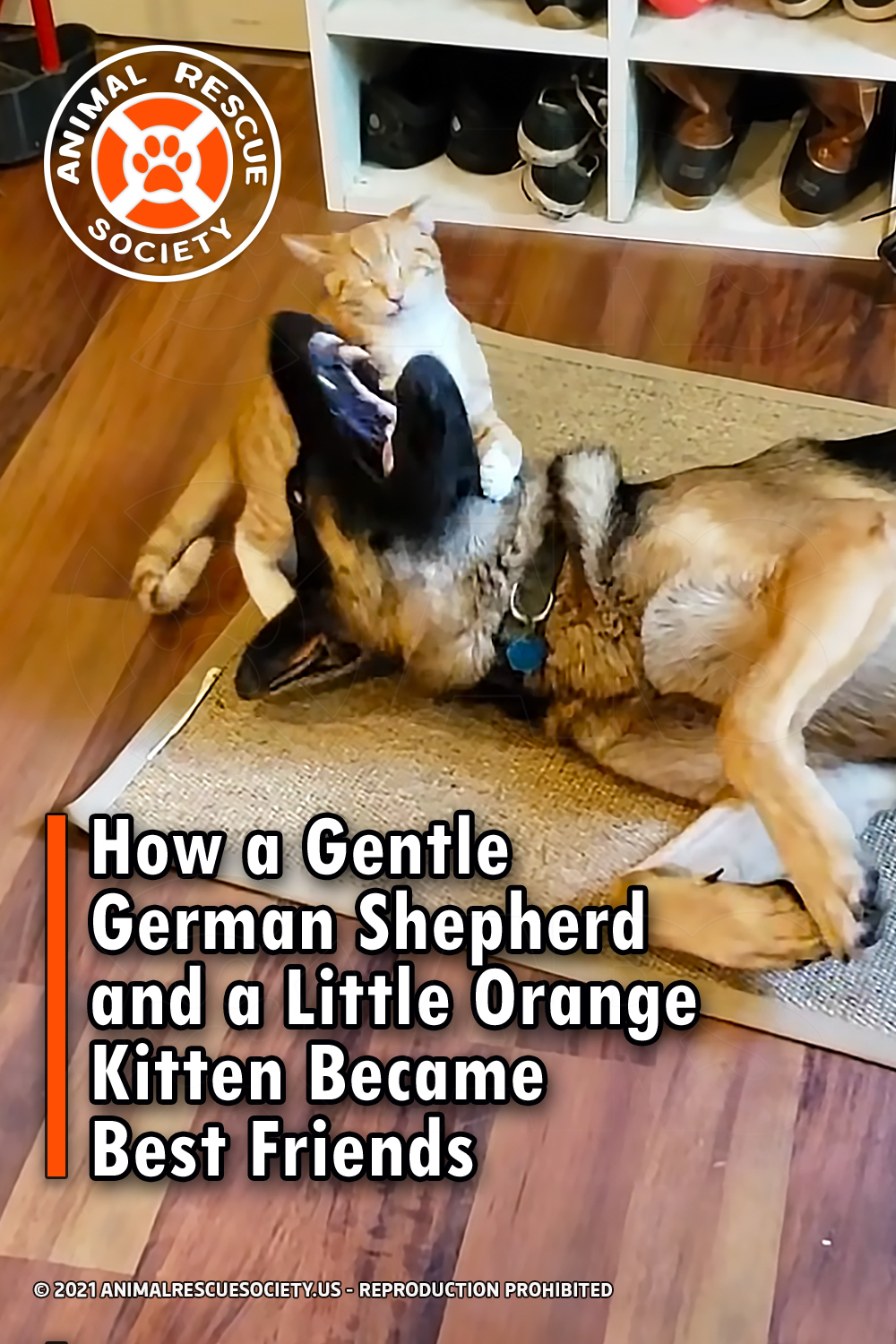 How a Gentle German Shepherd and a Little Orange Kitten Became Best Friends