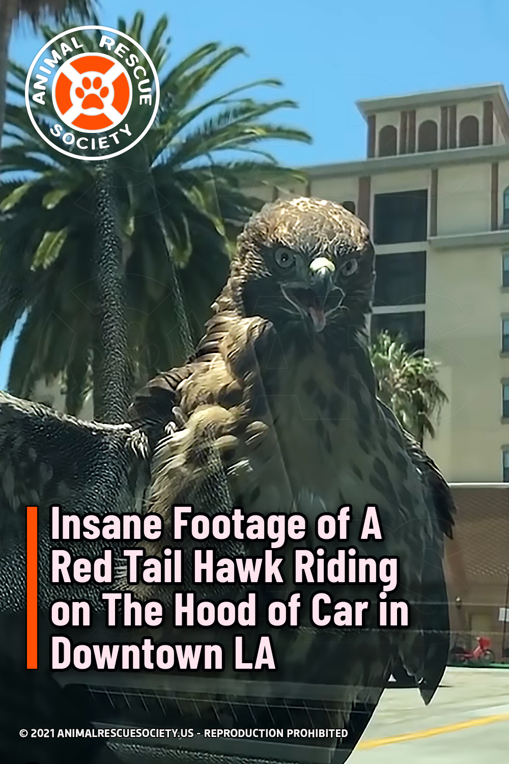 Insane Footage of A Red Tail Hawk Riding on The Hood of Car in Downtown LA