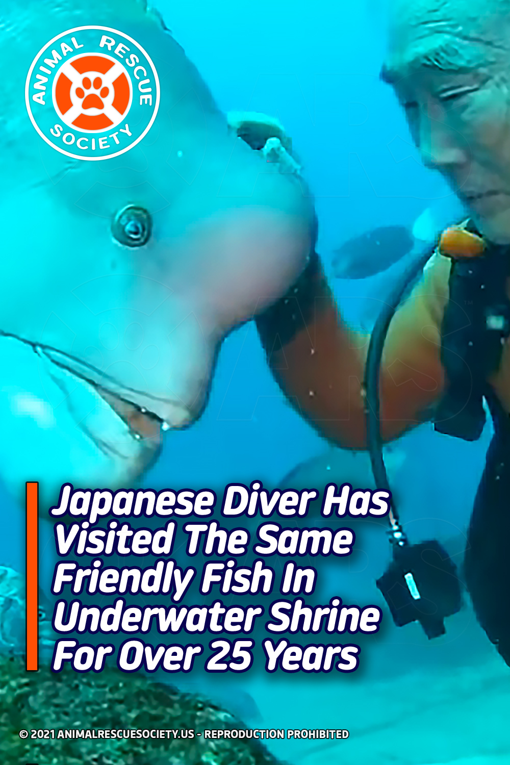 Japanese Diver Has Visited The Same Friendly Fish In Underwater Shrine For Over 25 Years
