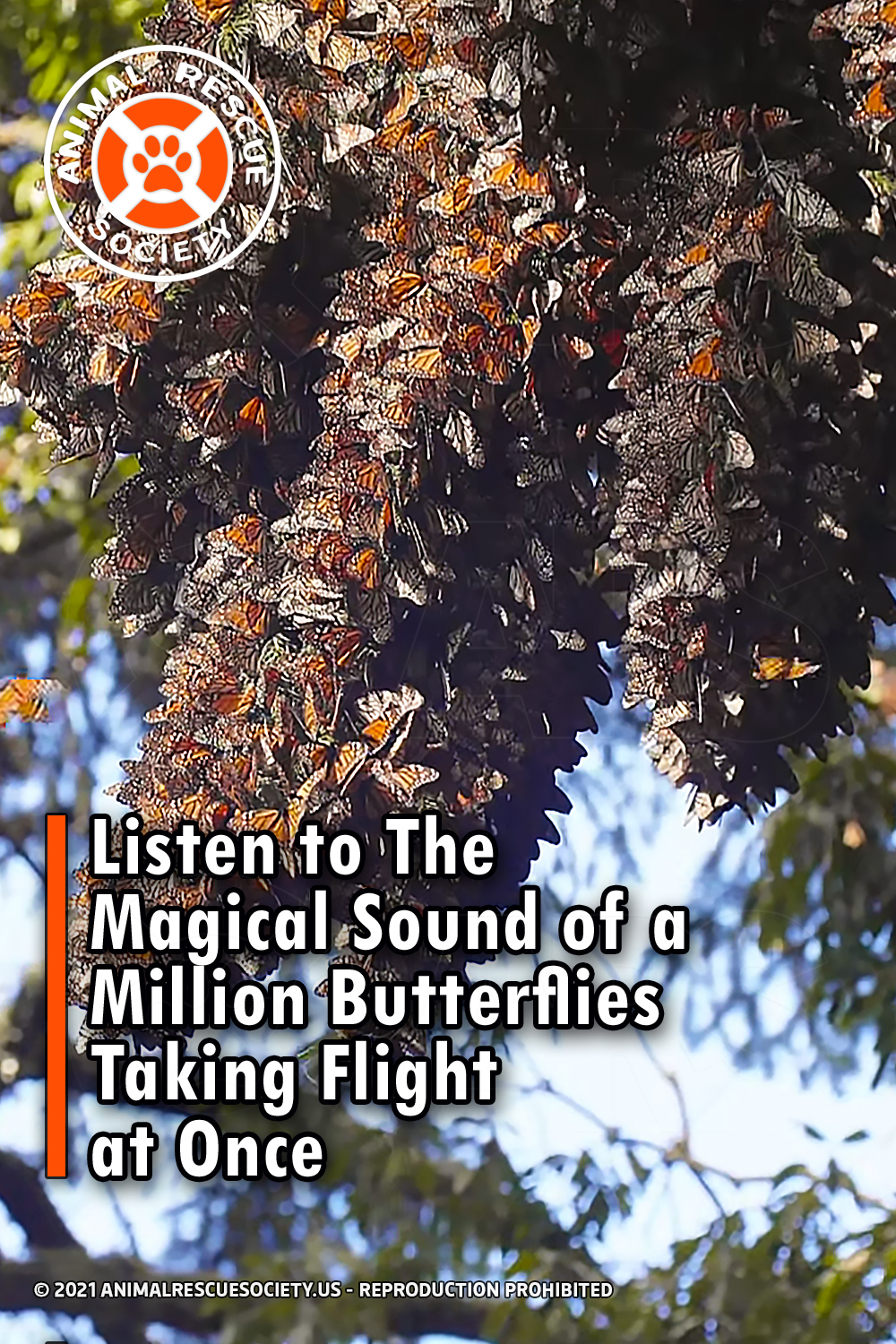 Listen to The Magical Sound of a Million Butterflies Taking Flight at Once