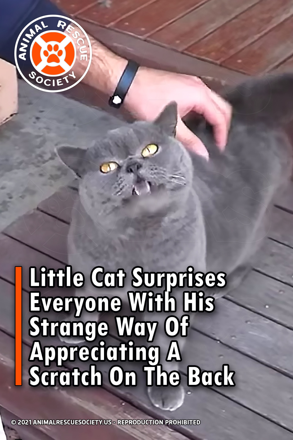 Little Cat Surprises Everyone With His Strange Way Of Appreciating A Scratch On The Back