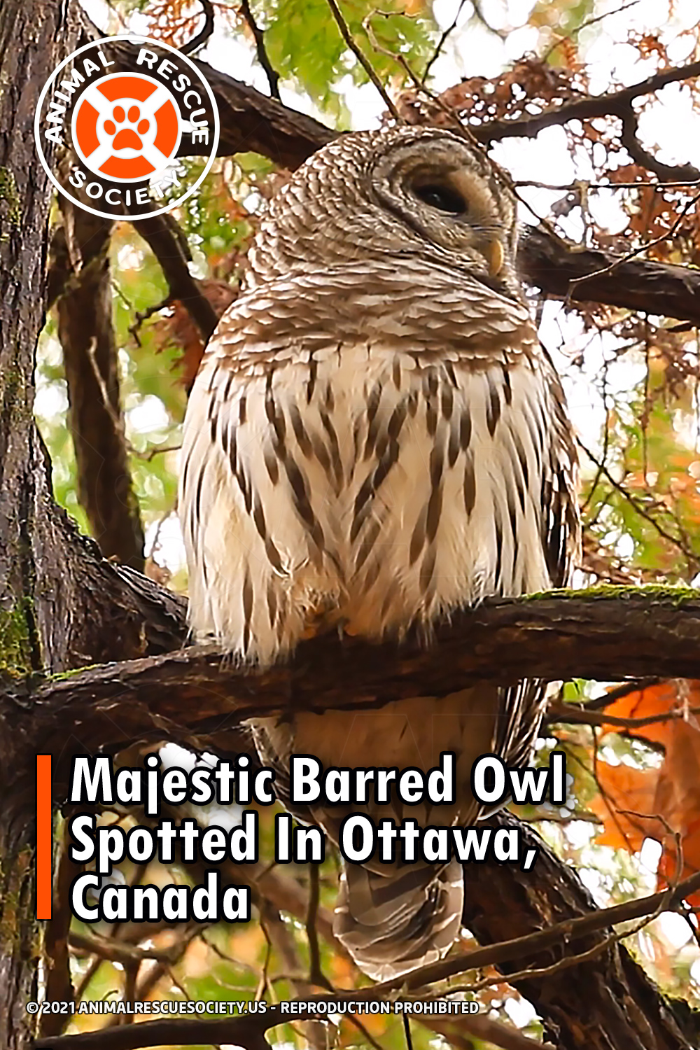 Majestic Barred Owl Spotted In Ottawa, Canada