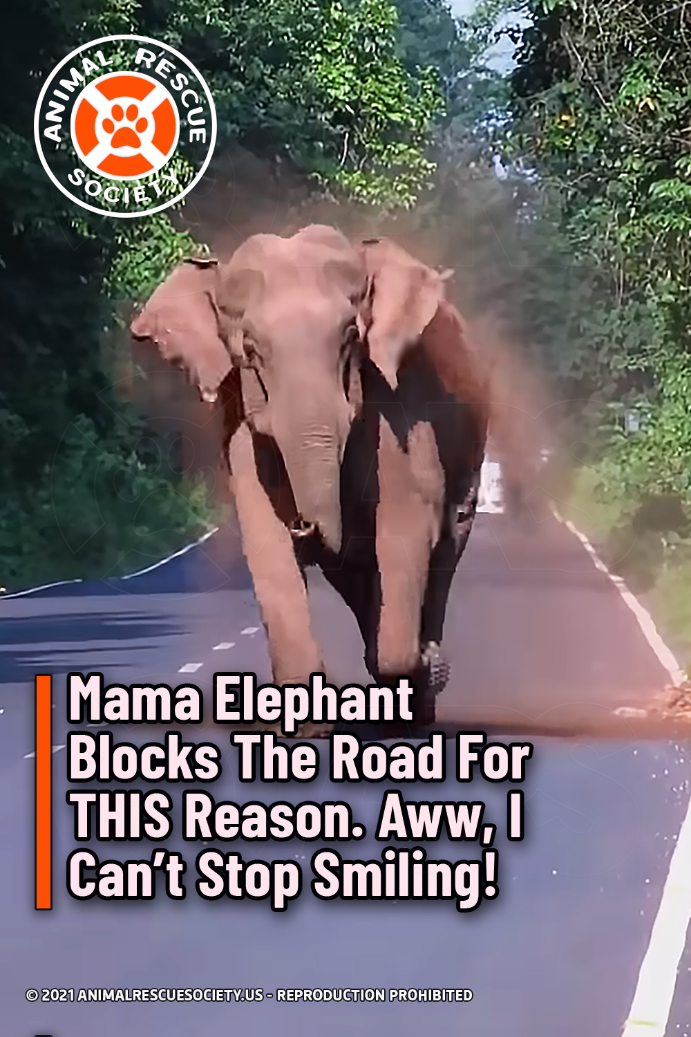 Mama Elephant Blocks The Road For THIS Reason. Aww, I Can’t Stop Smiling!