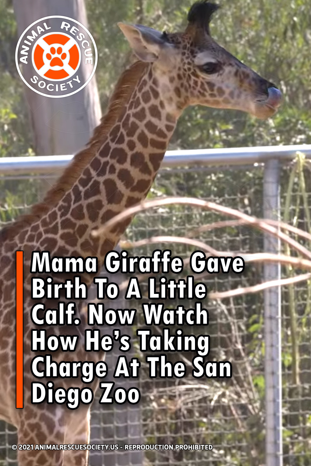Mama Giraffe Gave Birth To A Little Calf. Now Watch How He’s Taking Charge At The San Diego Zoo