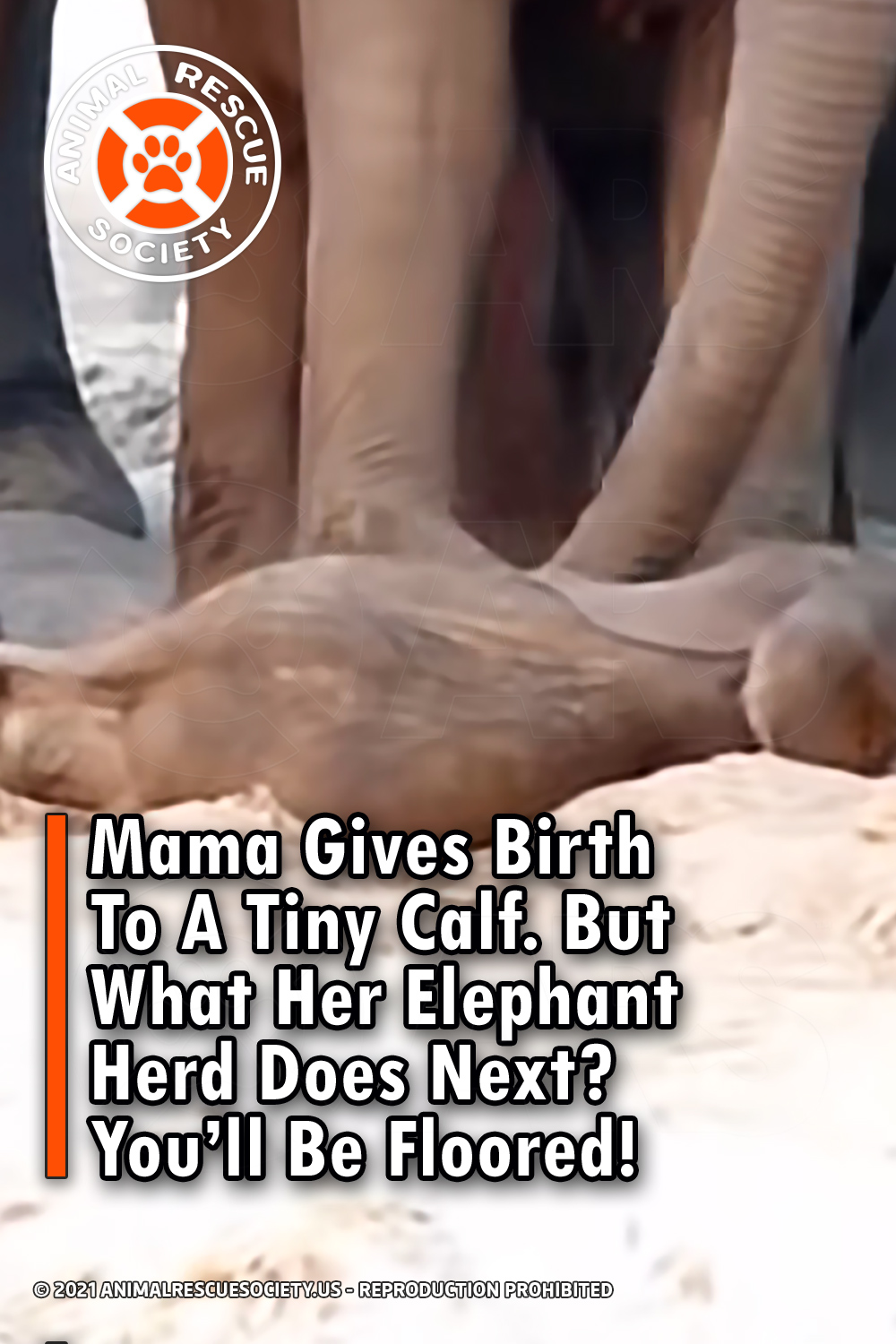 Mama Gives Birth To A Tiny Calf. But What Her Elephant Herd Does Next? You’ll Be Floored!