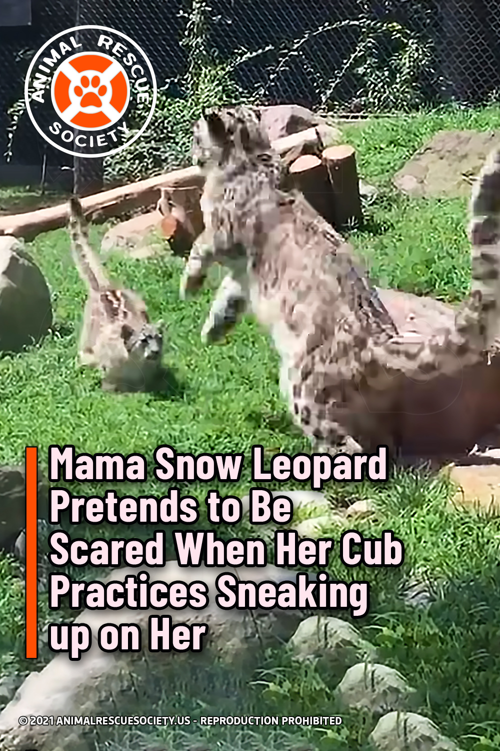 Mama Snow Leopard Pretends to Be Scared When Her Cub Practices Sneaking up on Her