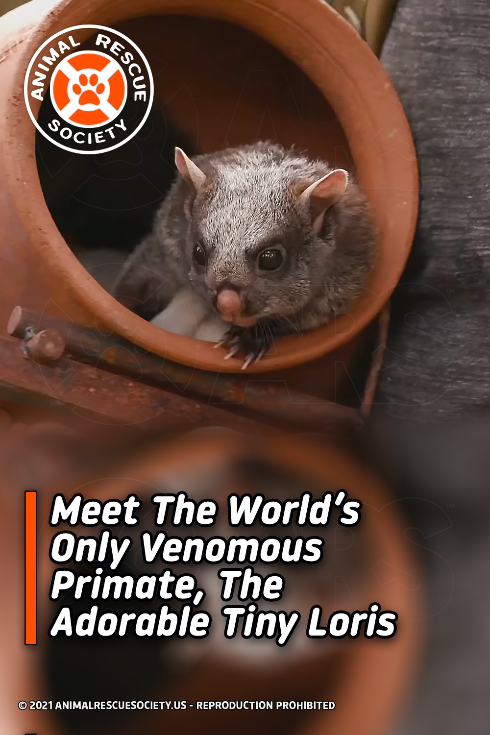 Meet The World’s Only Venomous Primate, The Adorable Tiny Loris