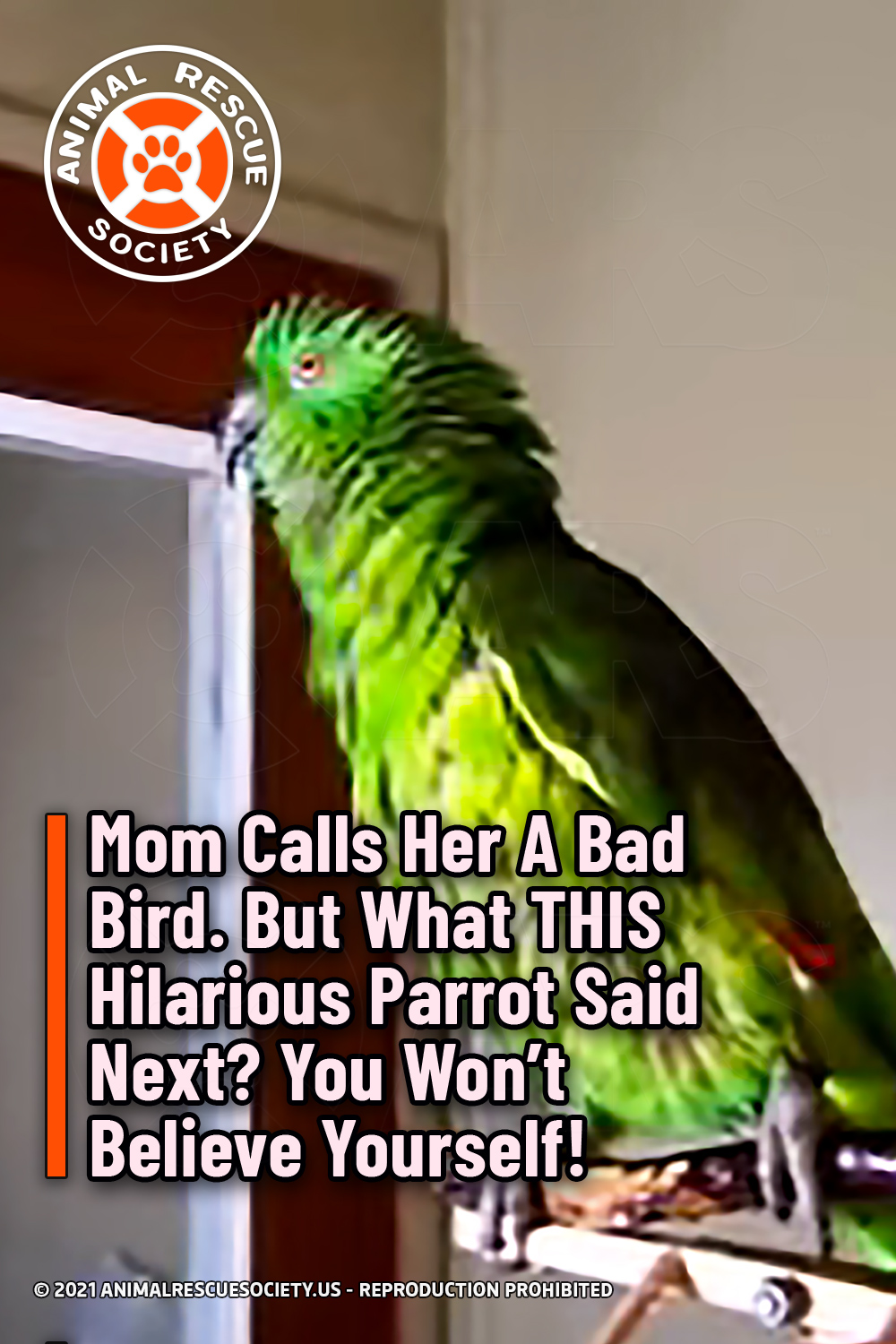 Mom Calls Her A Bad Bird. But What THIS Hilarious Parrot Said Next? You Won’t Believe Yourself!