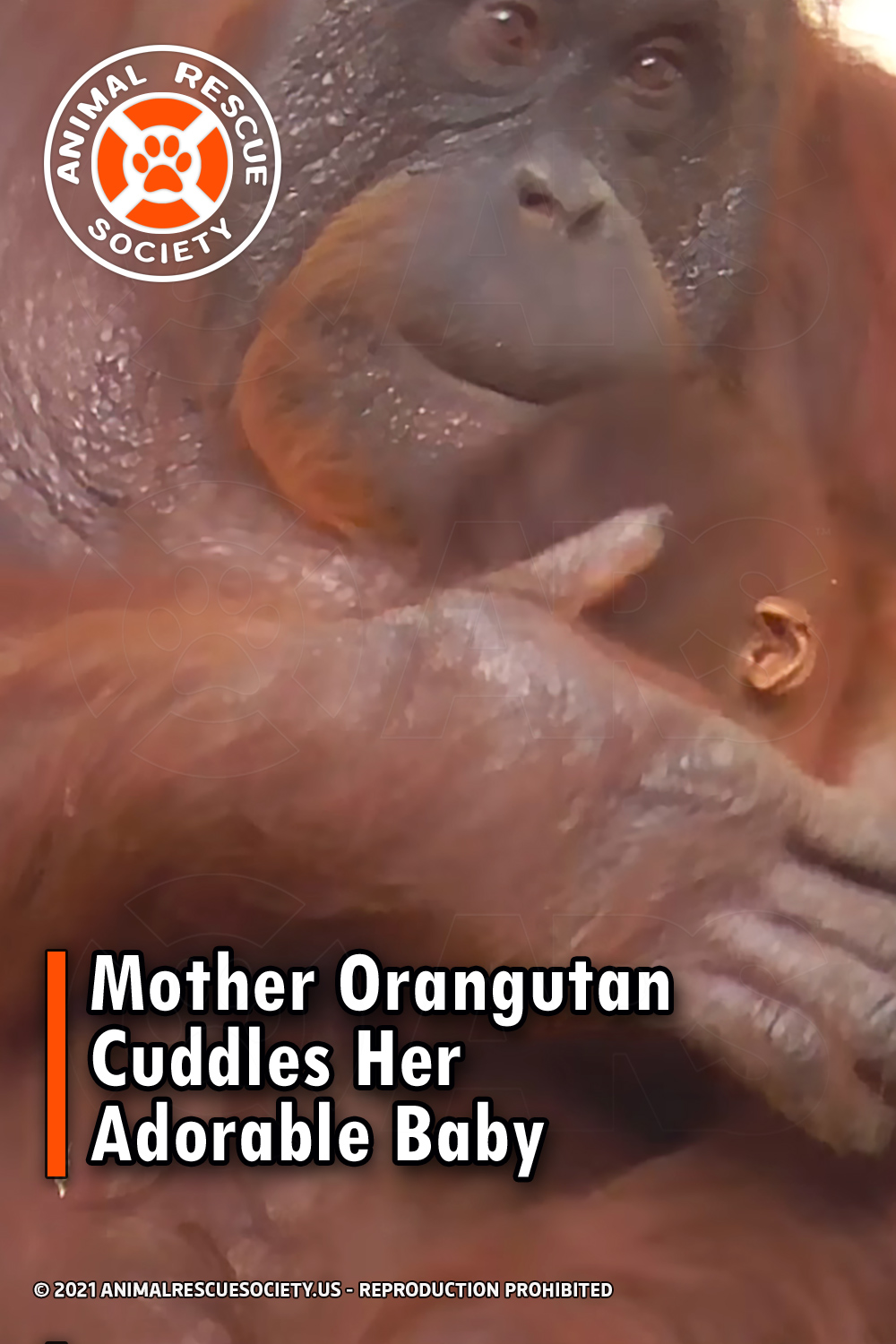 Mother Orangutan Cuddles Her Adorable Baby