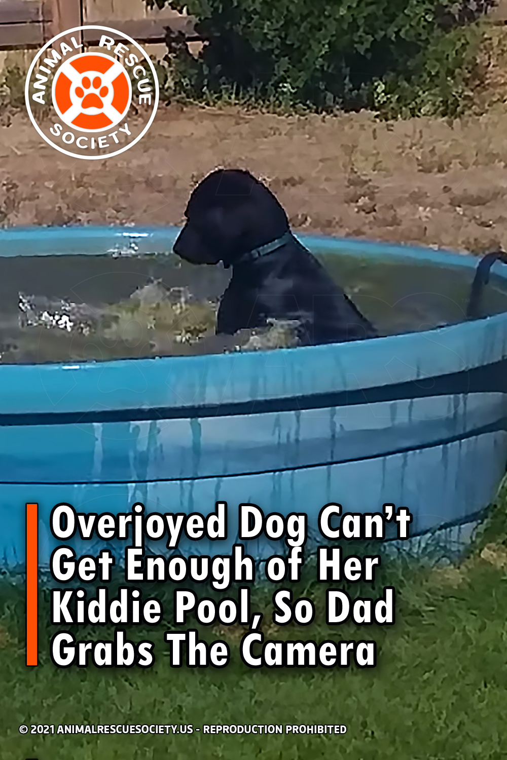 Overjoyed Dog Can’t Get Enough of Her Kiddie Pool, So Dad Grabs The Camera