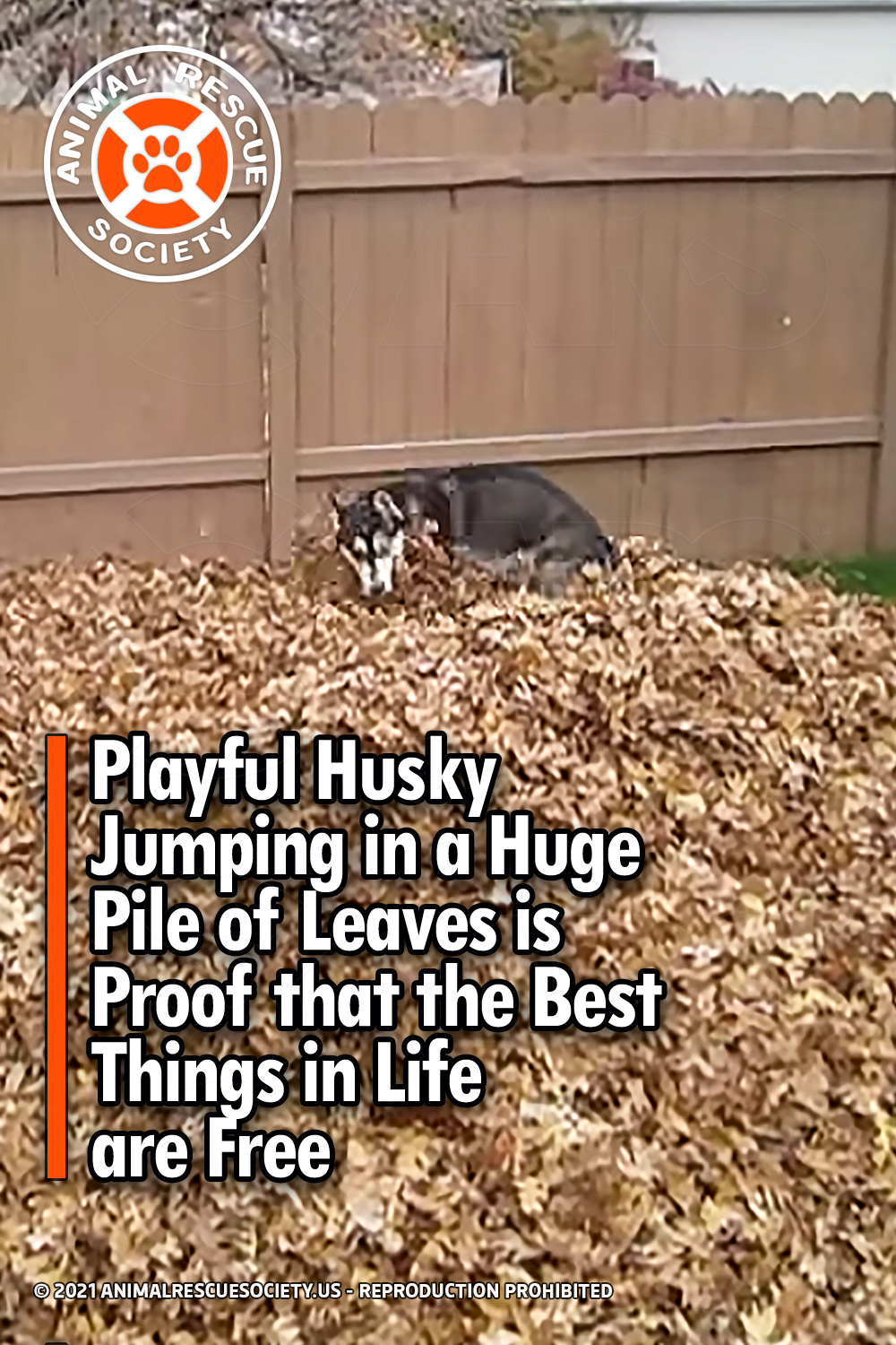 Playful Husky Jumping in a Huge Pile of Leaves is Proof that the Best Things in Life are Free