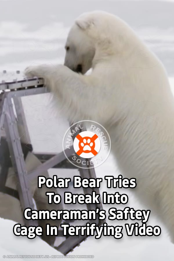 Polar Bear Tries To Break Into Cameraman’s Saftey Cage In Terrifying Video