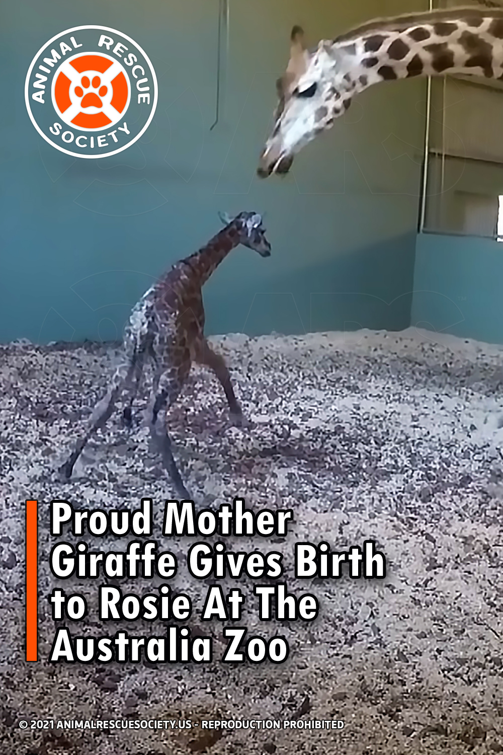 Proud Mother Giraffe Gives Birth to Rosie At The Australia Zoo