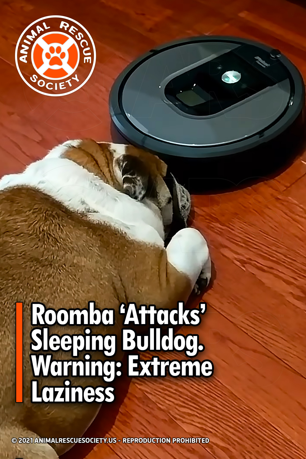 Roomba ‘Attacks’ Sleeping Bulldog. Warning: Extreme Laziness