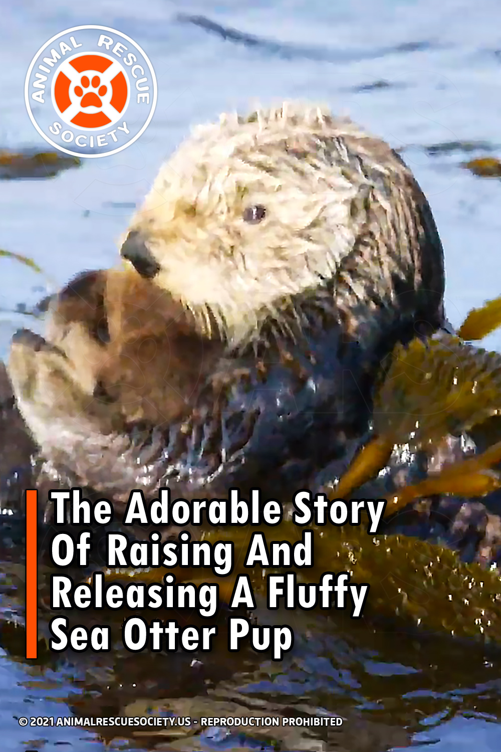 The Adorable Story Of Raising And Releasing A Fluffy Sea Otter Pup