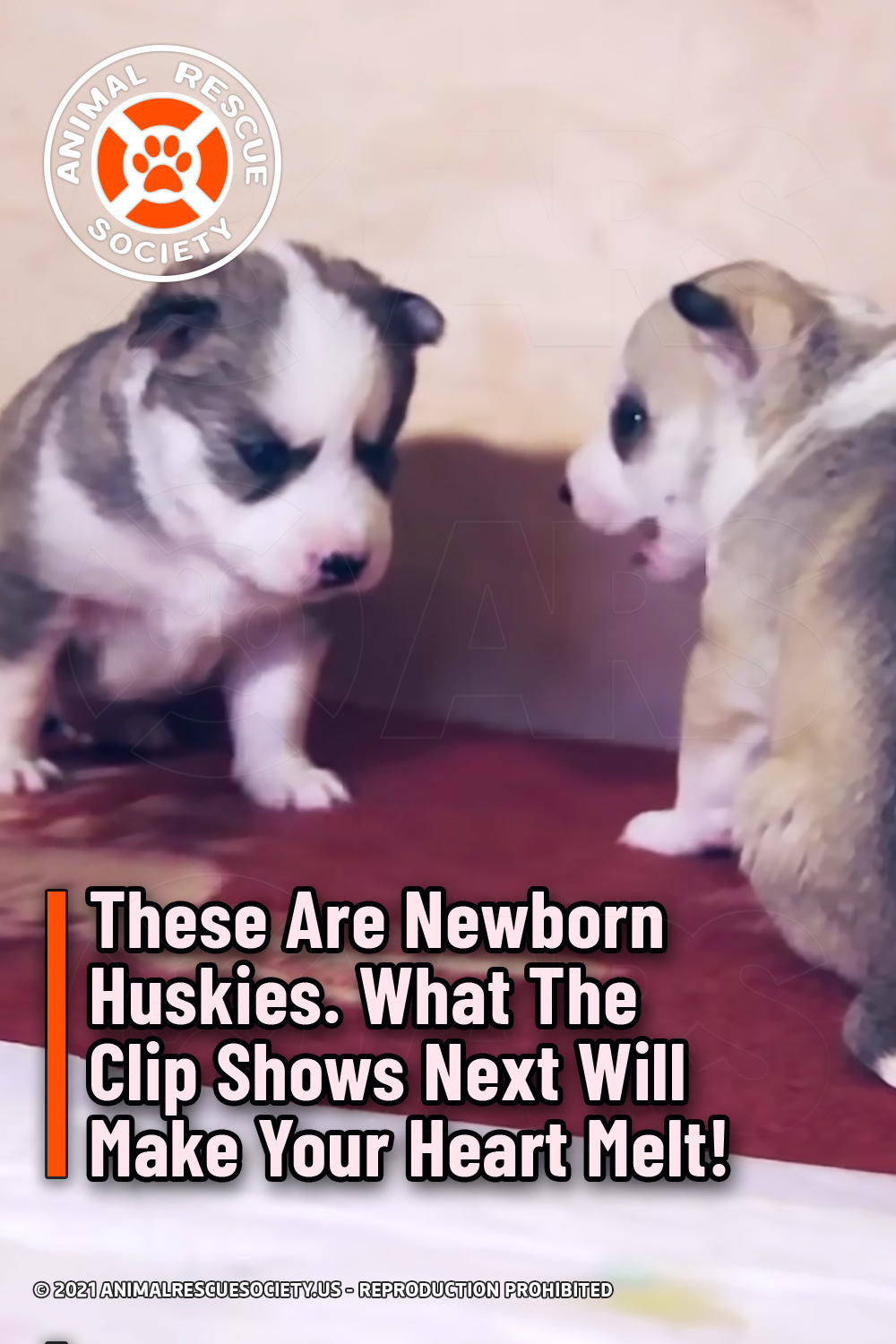 These Are Newborn Huskies. What The Clip Shows Next Will Make Your Heart Melt!