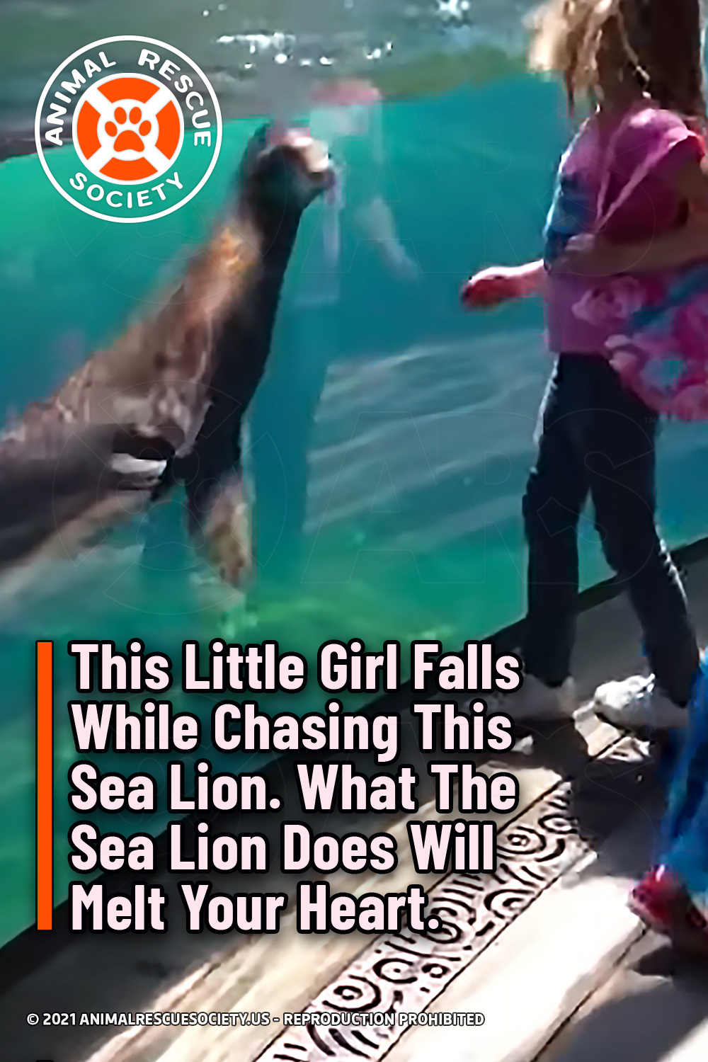 This Little Girl Falls While Chasing This Sea Lion. What The Sea Lion Does Will Melt Your Heart.