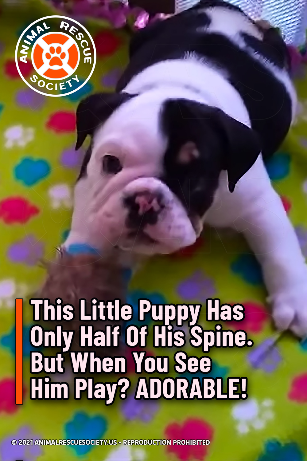 This Little Puppy Has Only Half Of His Spine. But When You See Him Play? ADORABLE!