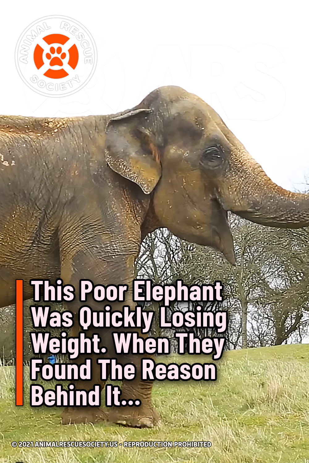 This Poor Elephant Was Quickly Losing Weight. When They Found The Reason Behind It…