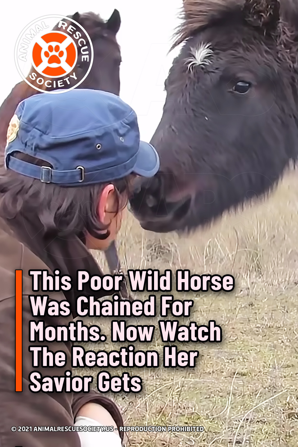 This Poor Wild Horse Was Chained For Months. Now Watch The Reaction Her Savior Gets