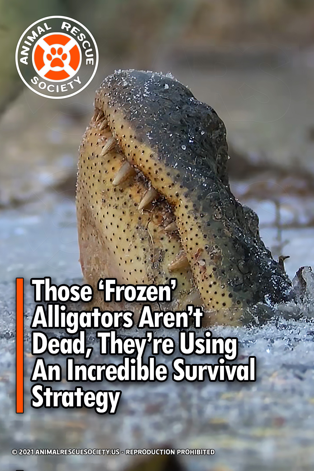 Those ‘Frozen’ Alligators Aren’t Dead, They’re Using An Incredible Survival Strategy