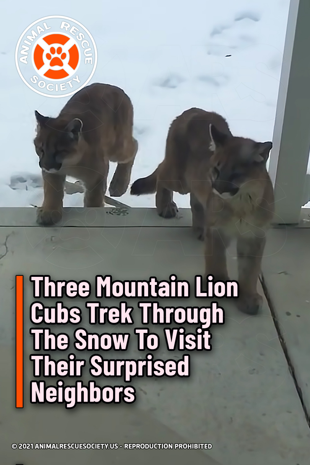 Three Mountain Lion Cubs Trek Through The Snow To Visit Their Surprised Neighbors