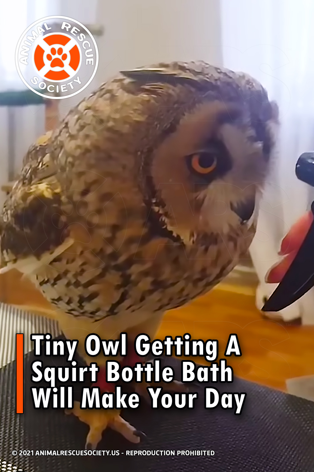 Tiny Owl Getting A Squirt Bottle Bath Will Make Your Day