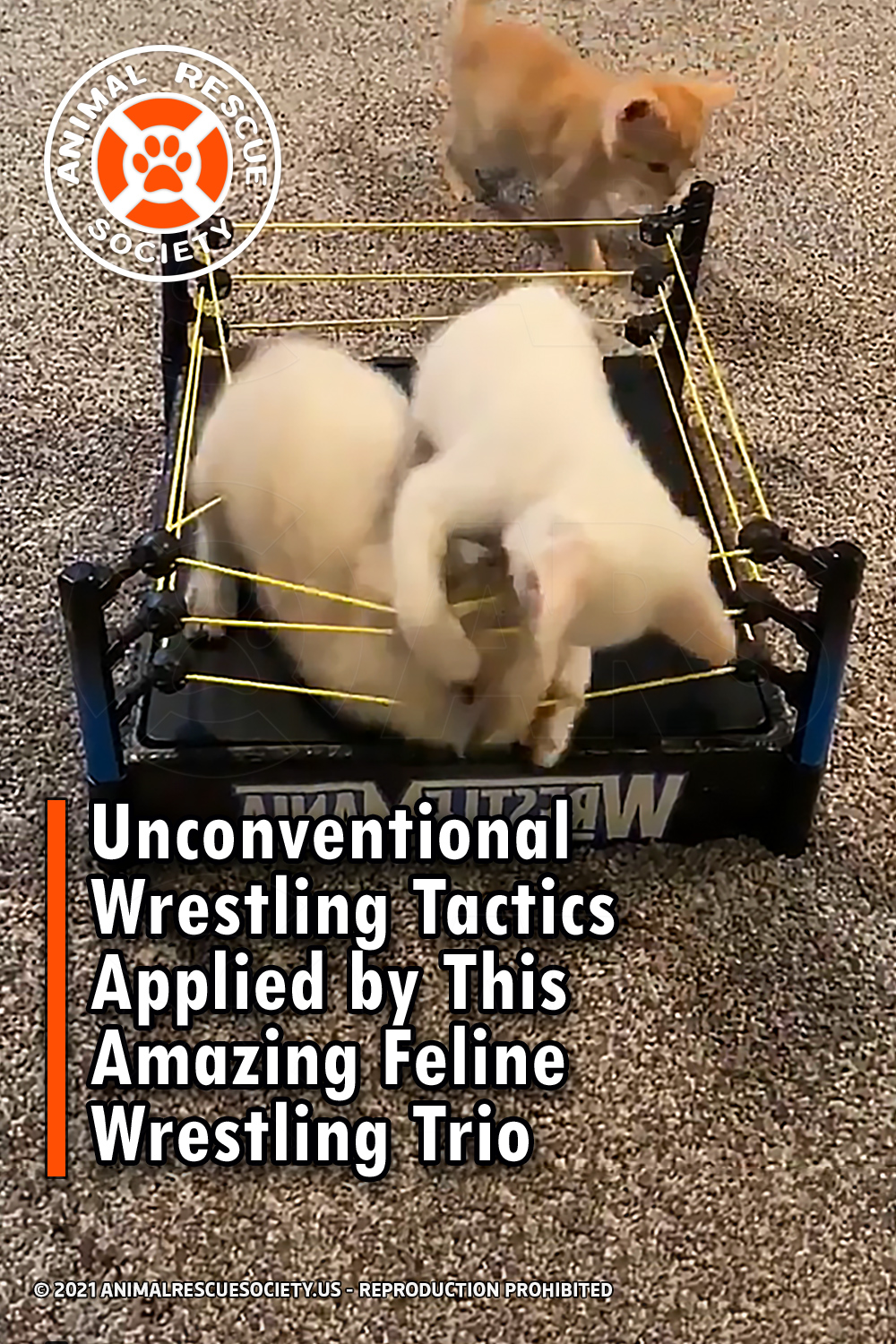 Unconventional Wrestling Tactics Applied by This Amazing Feline Wrestling Trio