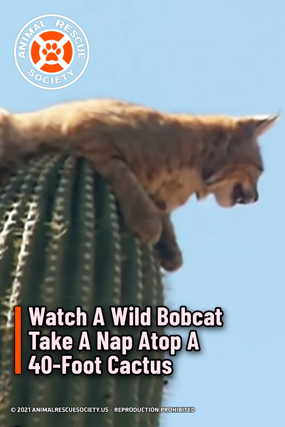 Watch A Wild Bobcat Take A Nap Atop A 40-Foot Cactus