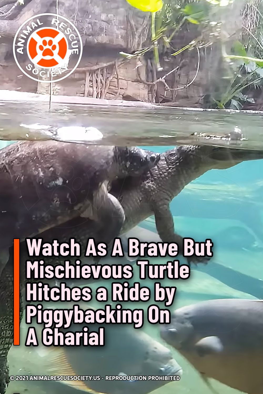 Watch As A Brave But Mischievous Turtle Hitches a Ride by Piggybacking On A Gharial