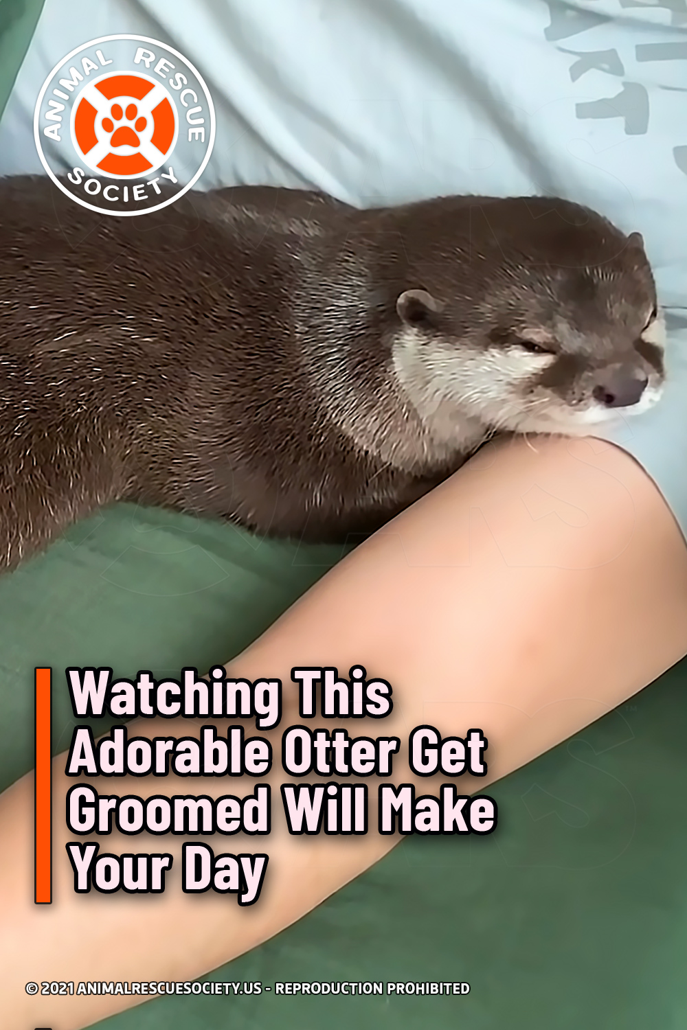 Watching This Adorable Otter Get Groomed Will Make Your Day