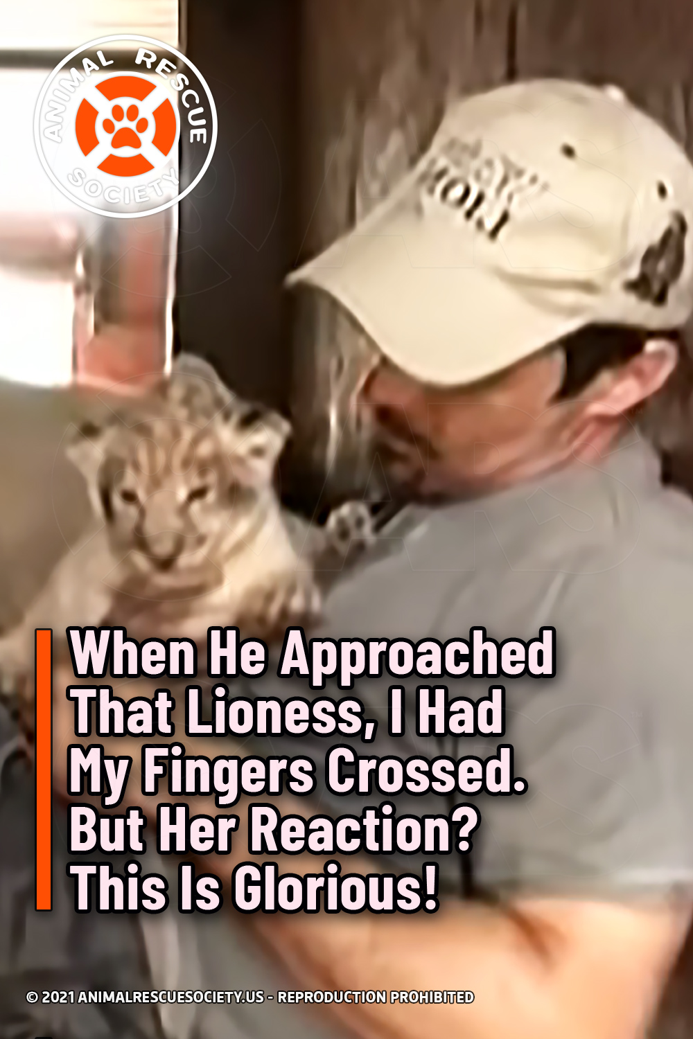When He Approached That Lioness, I Had My Fingers Crossed. But Her Reaction? This Is Glorious!