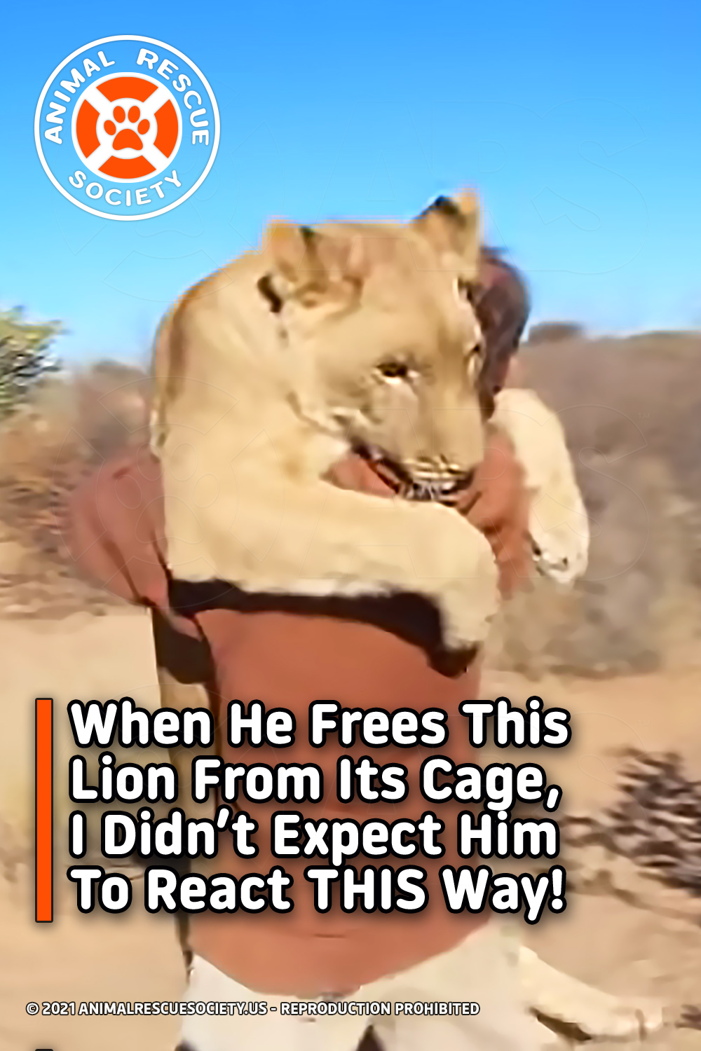 When He Frees This Lion From Its Cage, I Didn’t Expect Him To React THIS Way!