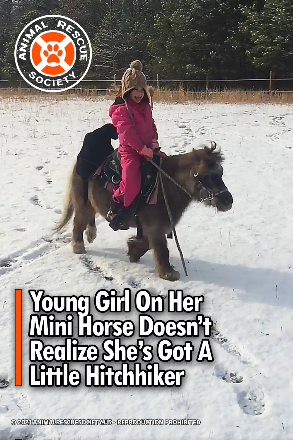Young Girl On Her Mini Horse Doesn’t Realize She’s Got A Little Hitchhiker