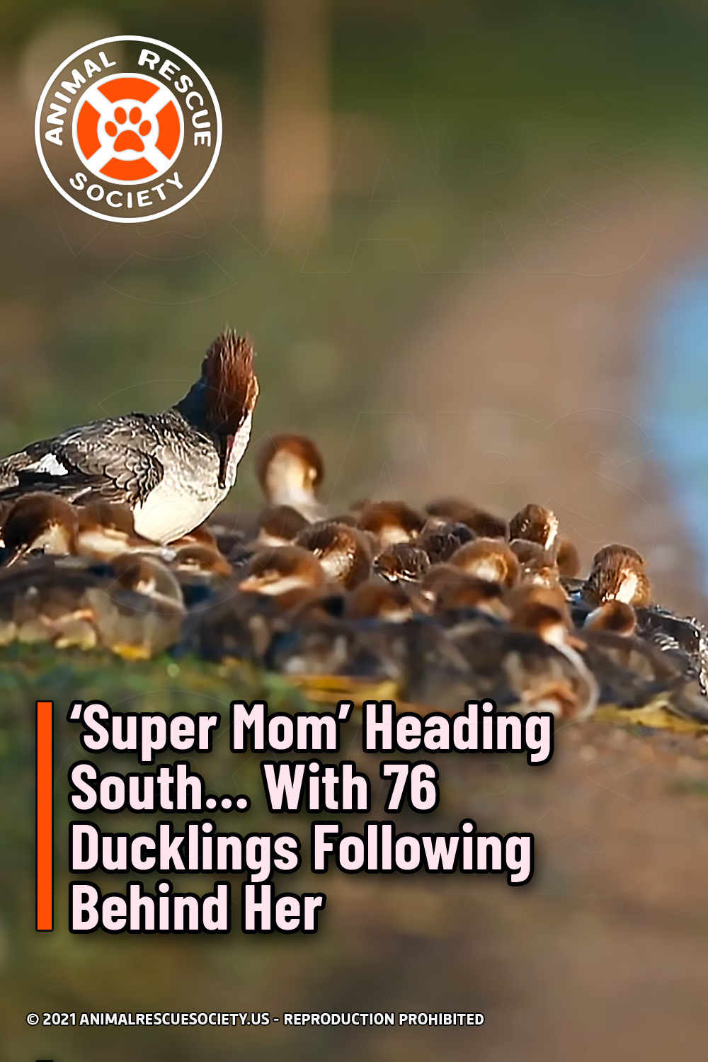 ‘Super Mom’ Heading South… With 76 Ducklings Following Behind Her
