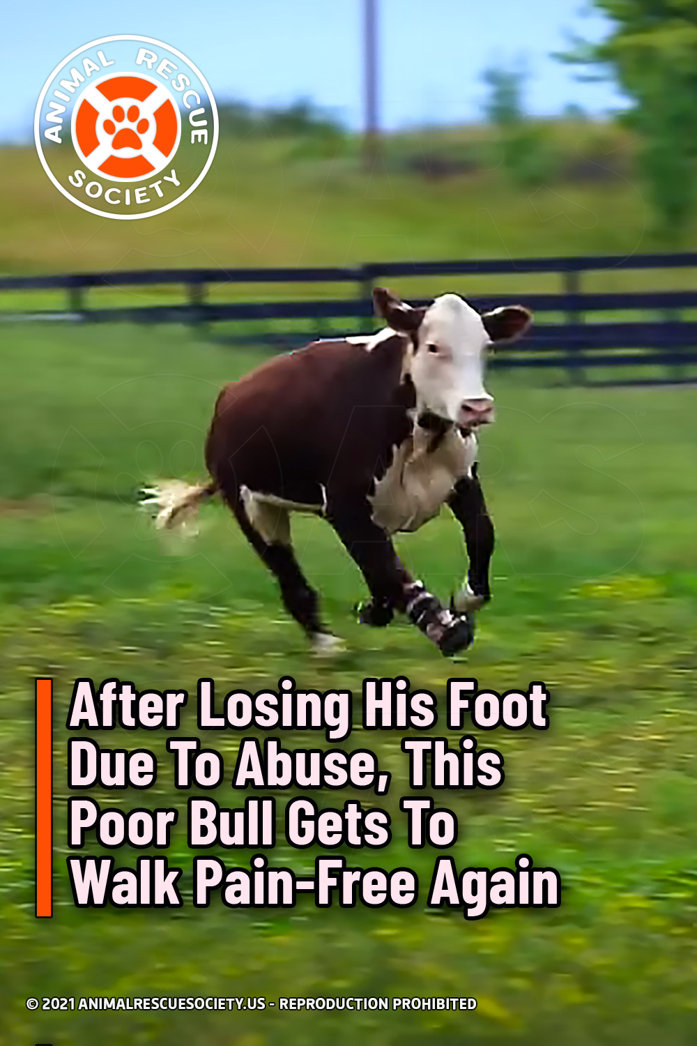 After Losing His Foot Due To Abuse, This Poor Bull Gets To Walk Pain-Free Again