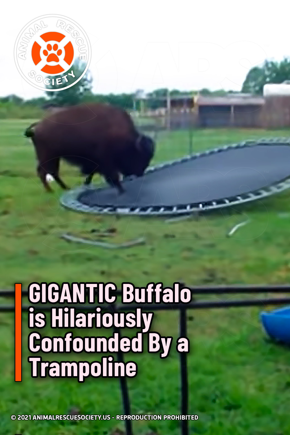 GIGANTIC Buffalo is Hilariously Confounded By a Trampoline