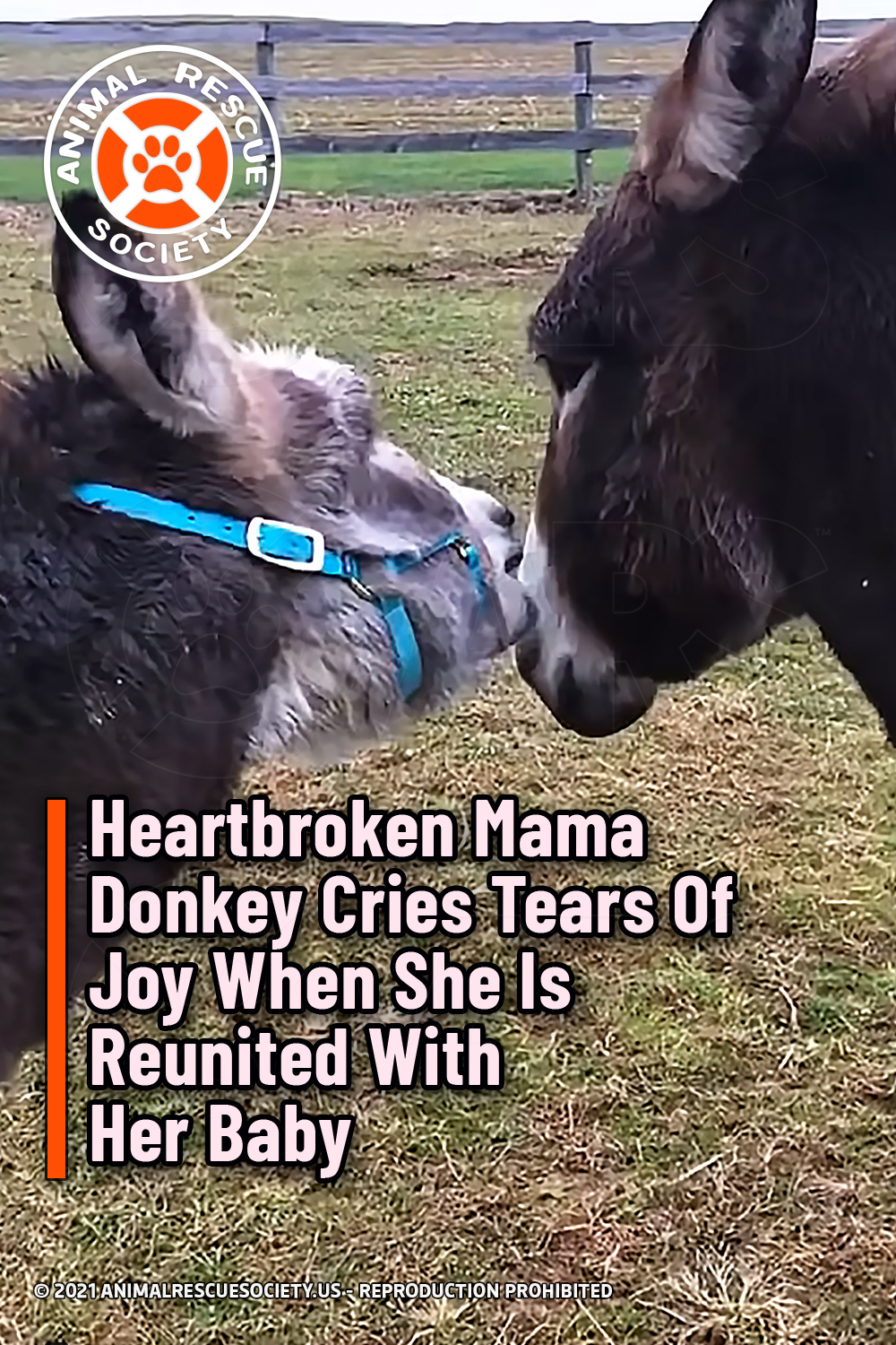 Heartbroken Mama Donkey Cries Tears Of Joy When She Is Reunited With Her Baby