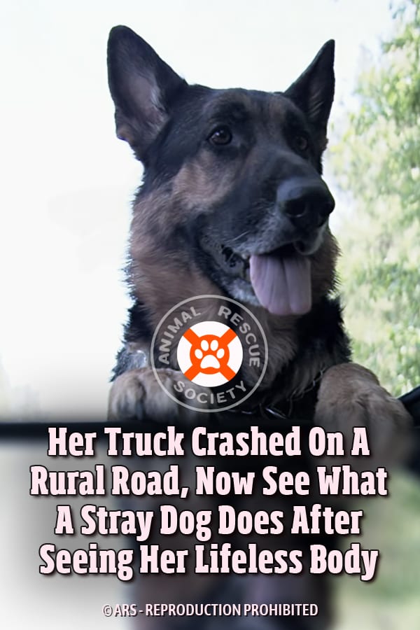 Her Truck Crashed On A Rural Road, Now See What A Stray Dog Does After Seeing Her Lifeless Body