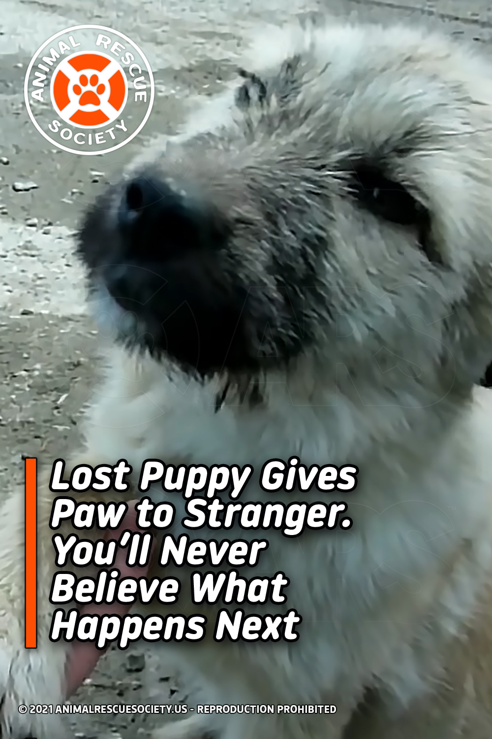 Lost Puppy Gives Paw to Stranger. You’ll Never Believe What Happens Next
