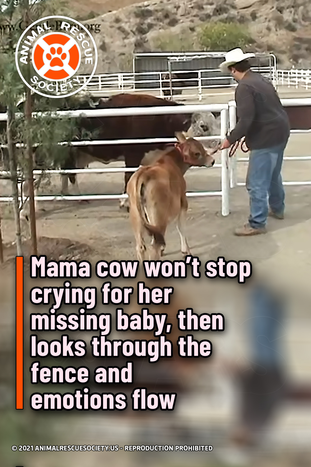 Mama cow won’t stop crying for her missing baby, then looks through the fence and emotions flow