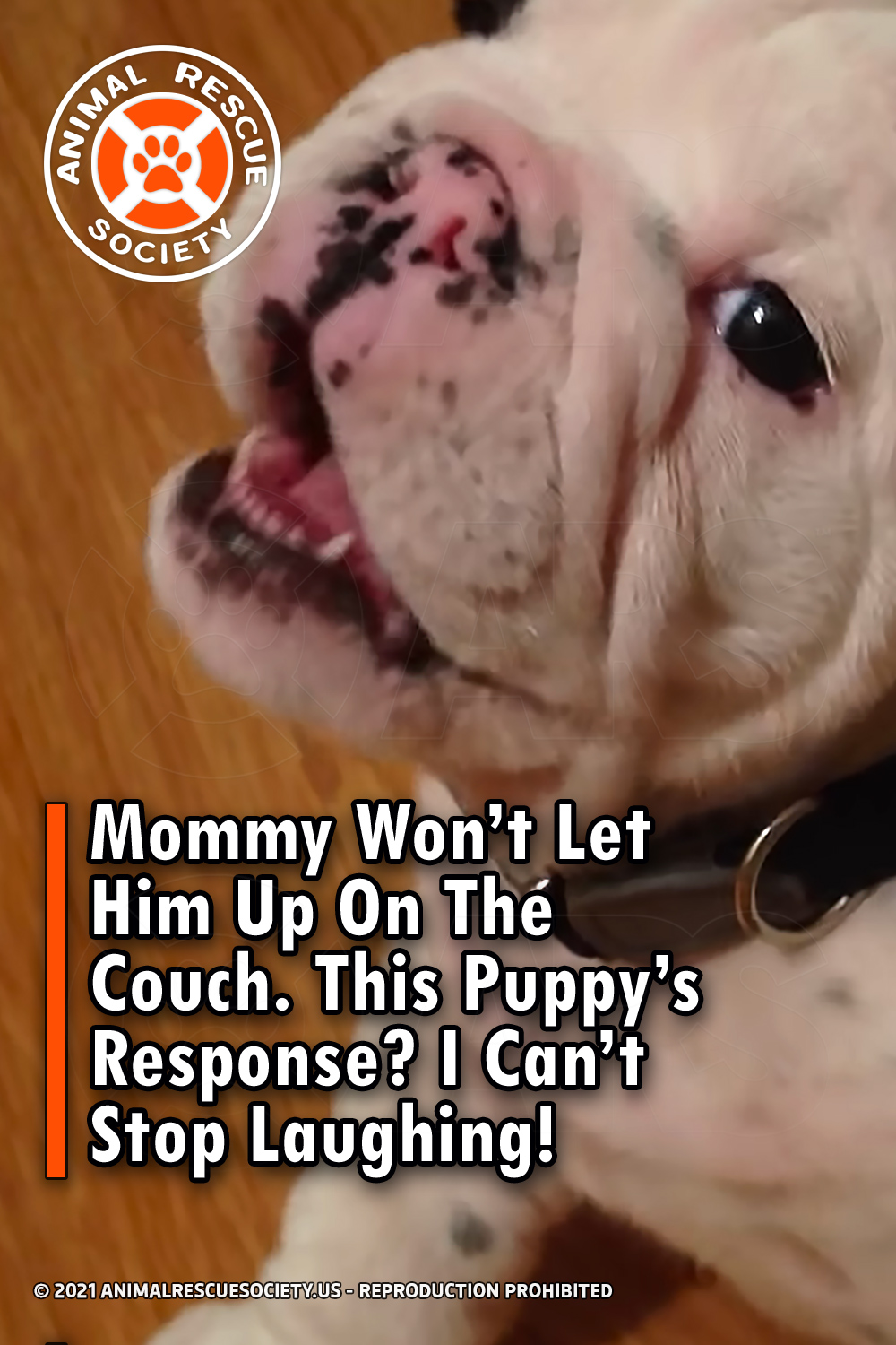 Mommy Won’t Let Him Up On The Couch. This Puppy’s Response? I Can’t Stop Laughing!