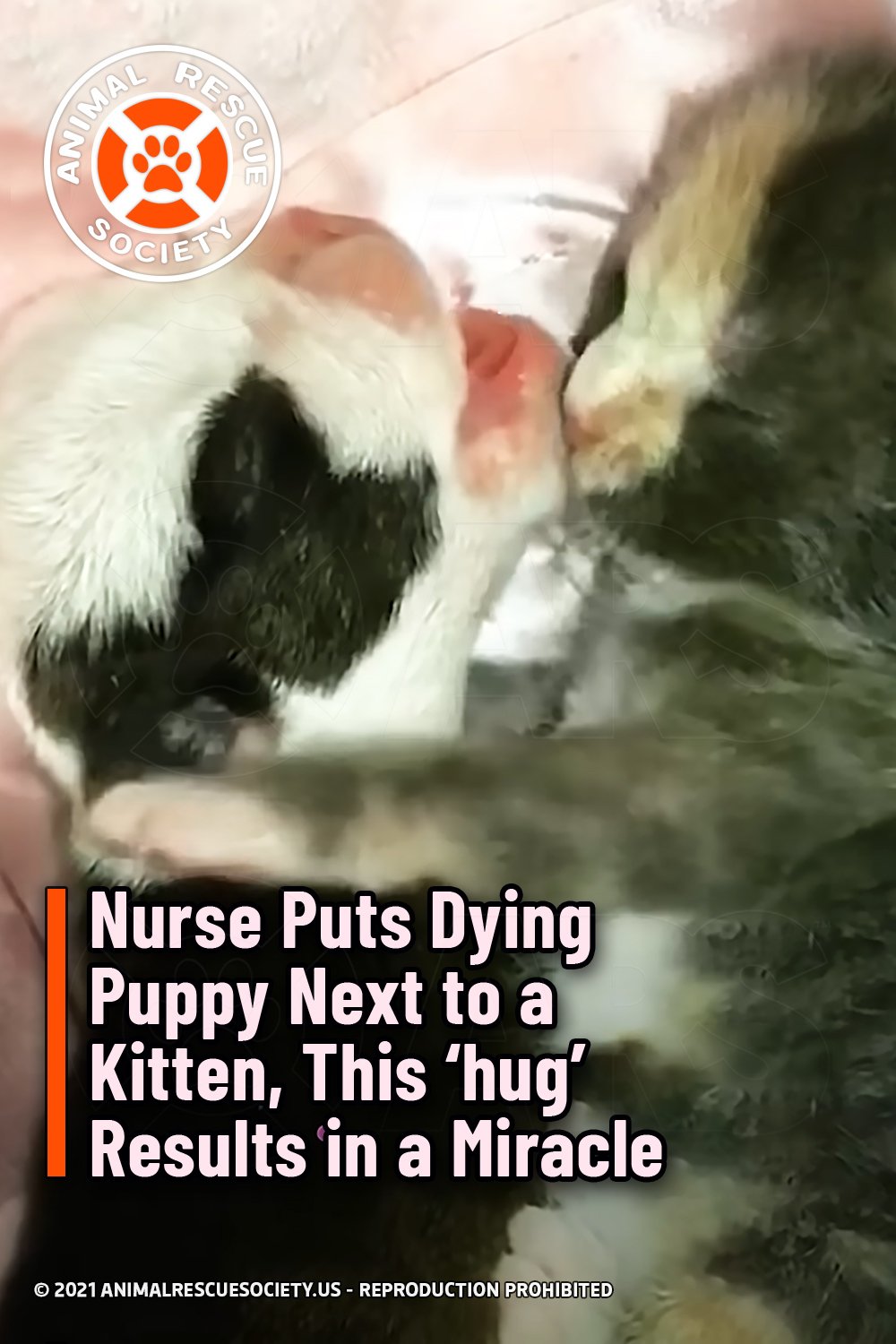 Nurse Puts Dying Puppy Next to a Kitten, This ‘hug’ Results in a Miracle