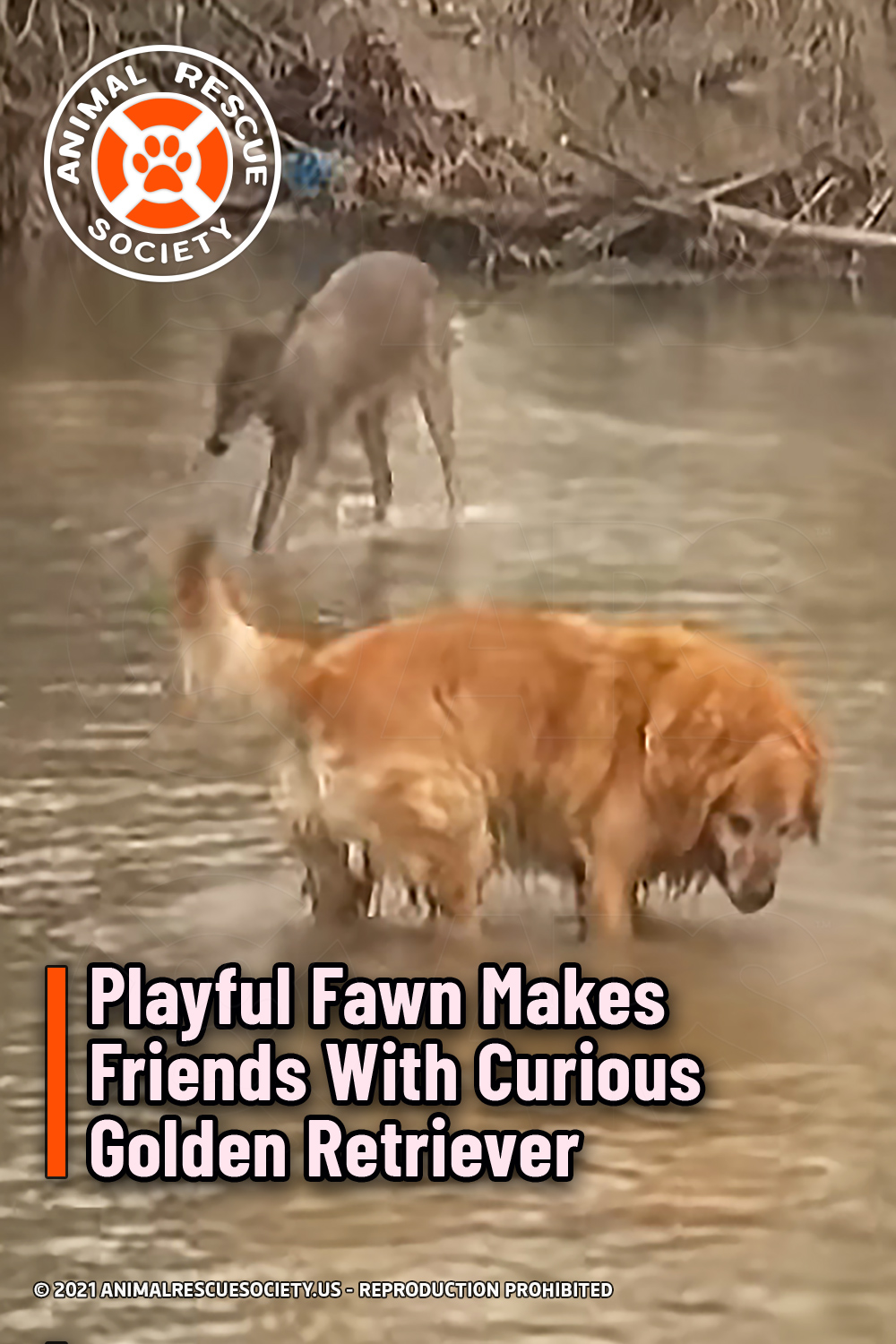 Playful Fawn Makes Friends With Curious Golden Retriever
