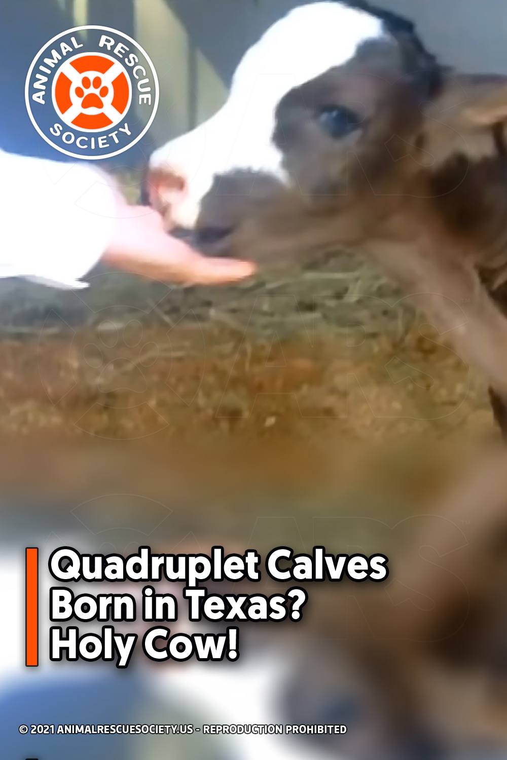Quadruplet Calves Born in Texas? Holy Cow!